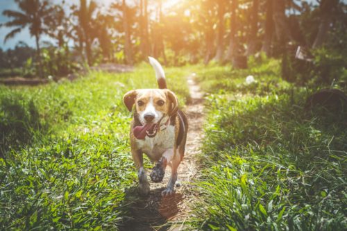 A happy dog with its tongue out running down a sunlit dirt path.