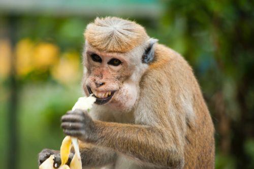 A smiling monkey holding a banana.