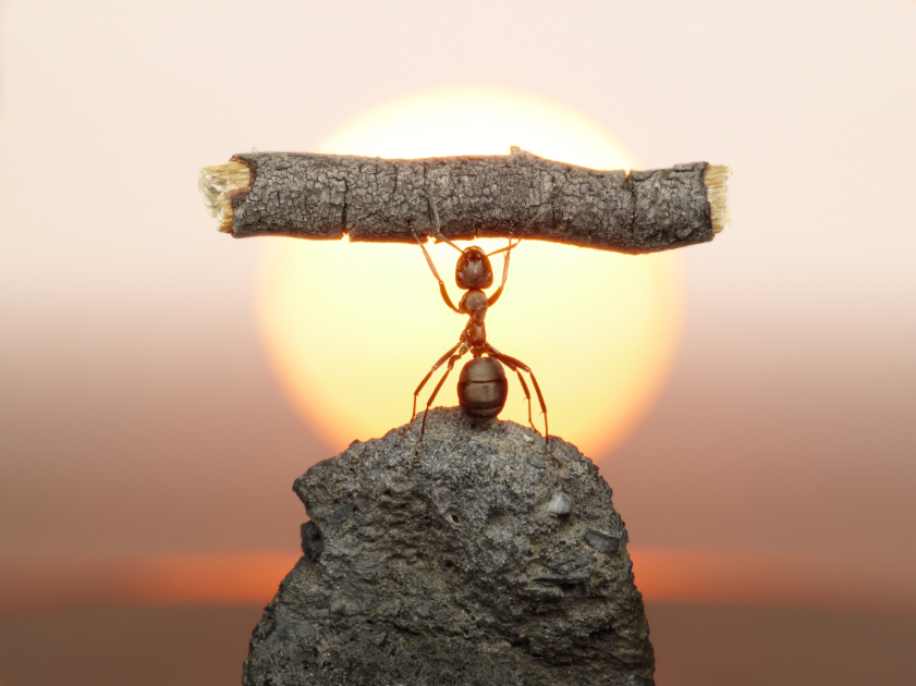 A powerful ant lifting a stick.