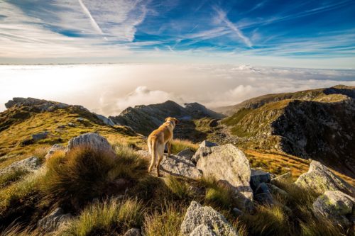 A dog walks in the mountains with a beautiful view of peaks and sky in front of it.