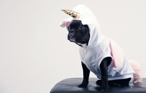 A little black dog wears a unicorn costume.