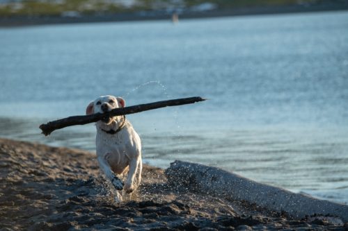 A small white dog carries a giant stick beside a lake.