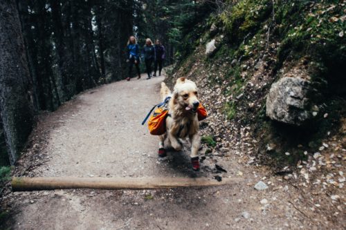 A dog runs along a wooded trail wearing a hiking vest.