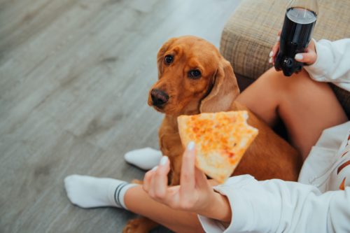 A dog stares longingly at a slice of pizza.