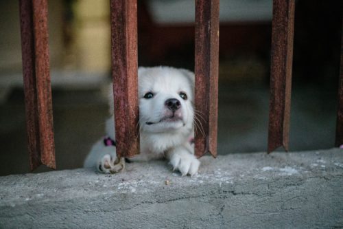 A tiny white dog pokes its head between the bars of a fence.