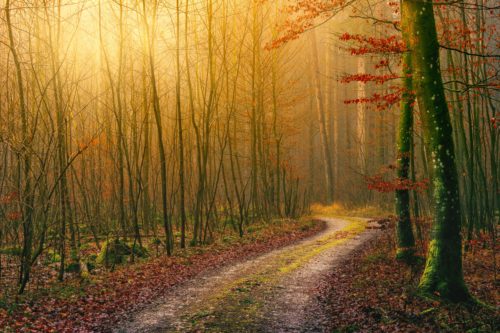 A dirt trail winding between the trees in a forest with low, golden sunlight coming between the trees.