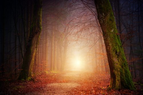 A sunlit road in the forest.