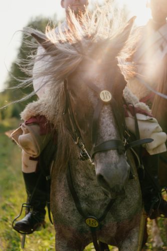 Close-up of a gray horse's face with an unseen rider on its back.