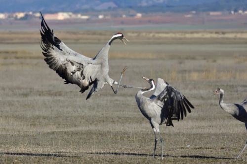A confrontation between large birds: one bird grabbing another bird by the neck.