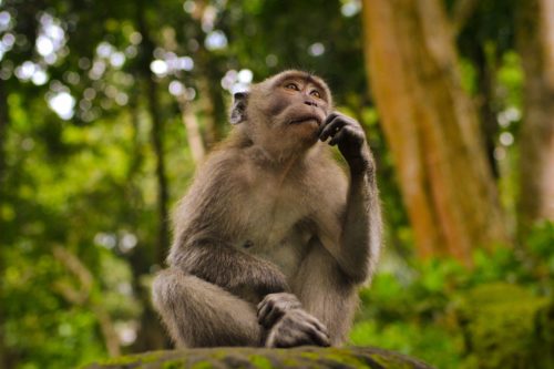 A monkey sits in a jungle with a hand on its chin as if it's thinking.
