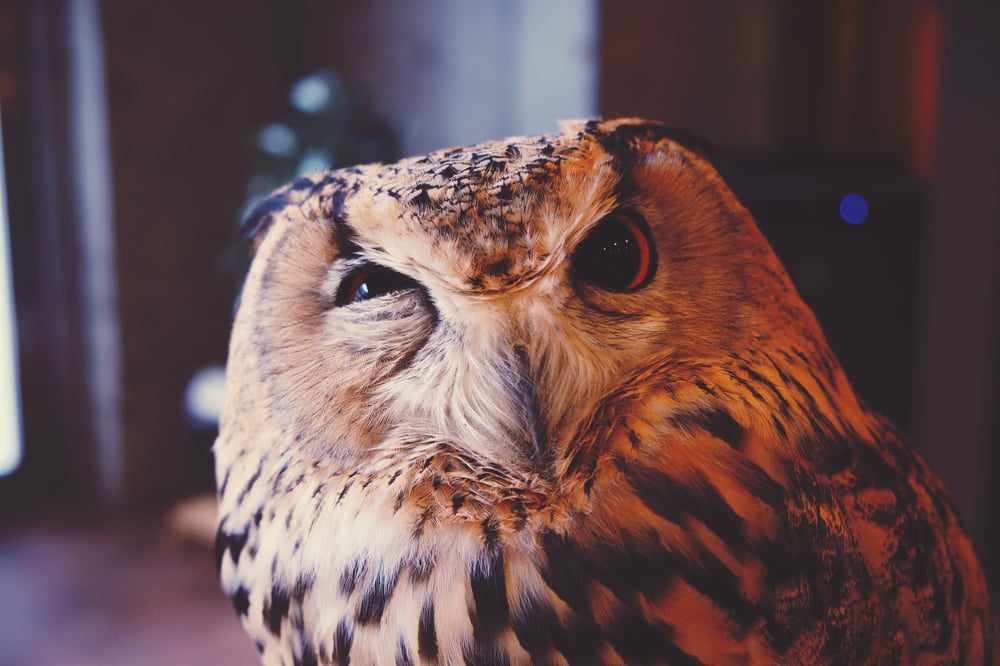 Close-up of an owl with one eye open and one eye half shut.