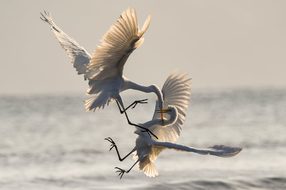 Two storks fight while flying.
