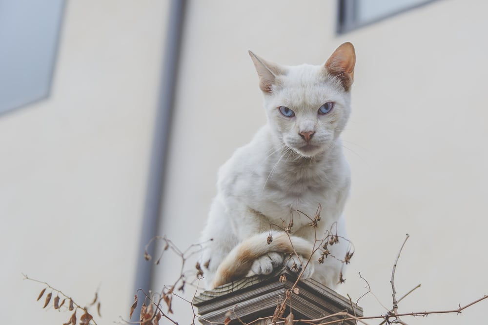 A white cat with blue eyes stares down menacingly from a post.