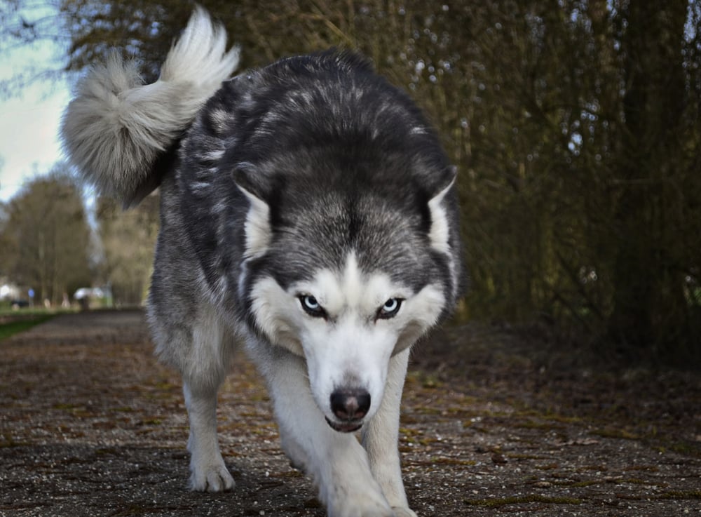 A husky looks at the camera with a villainous gaze.