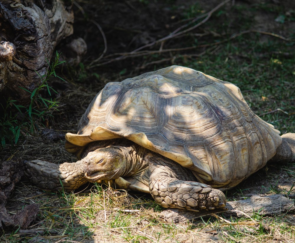 A tortoise that appears to be grimacing.