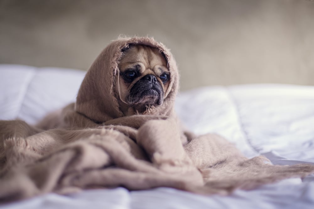 A tiny pug sits on a bed wrapped in a blanket and looking sad.