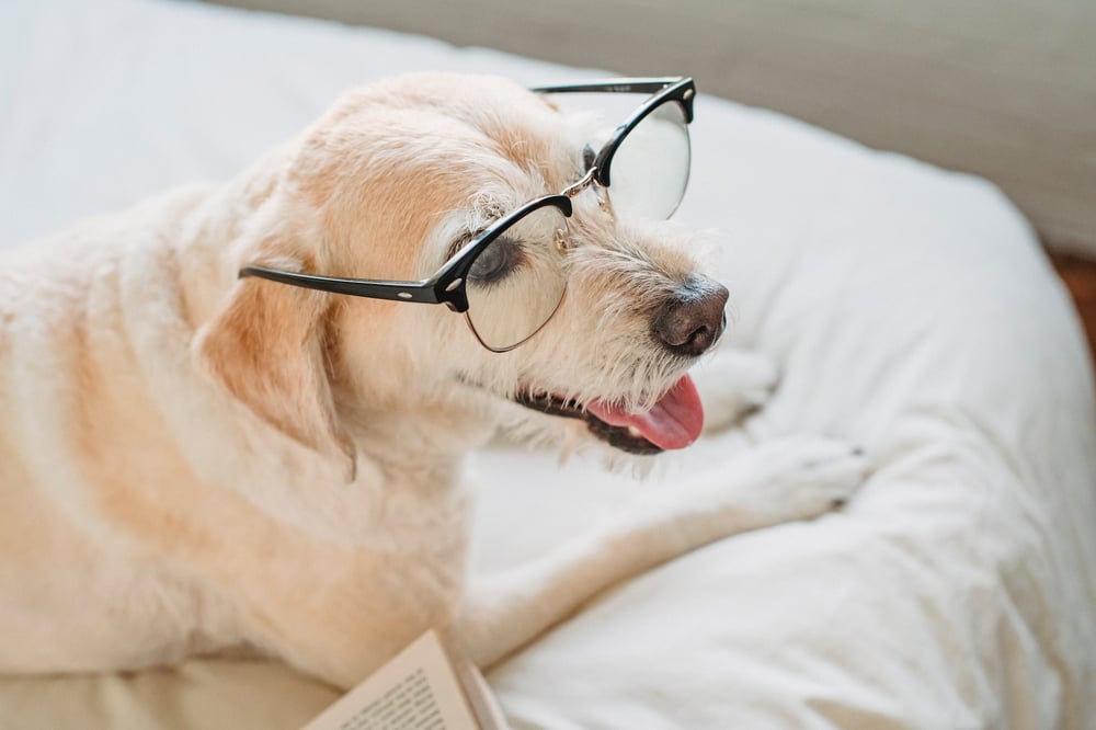 A sandy-colored dog sits on a bed beside a book wearing glasses. 
