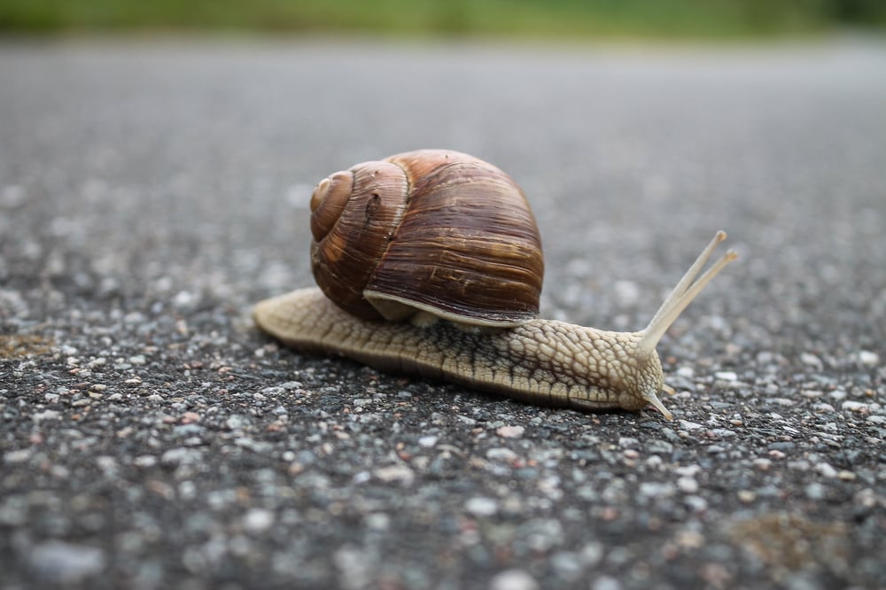 A snail on an asphalt road.