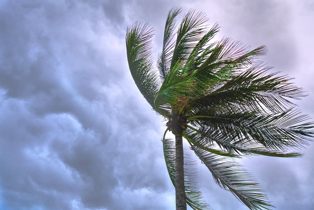The leaves of a palm tree blown by heavy winds against a darkening sky.