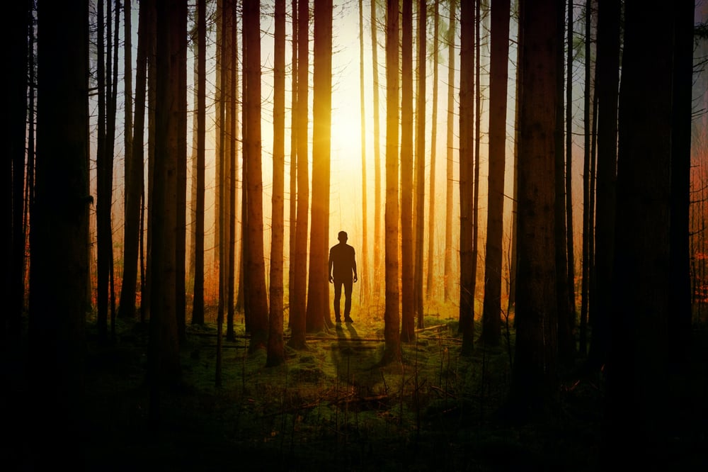 Silhouette of a person standing in a forest of backlit trees.