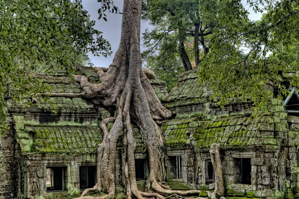 A tree grows out of the center of an ancient, moss-covered building.