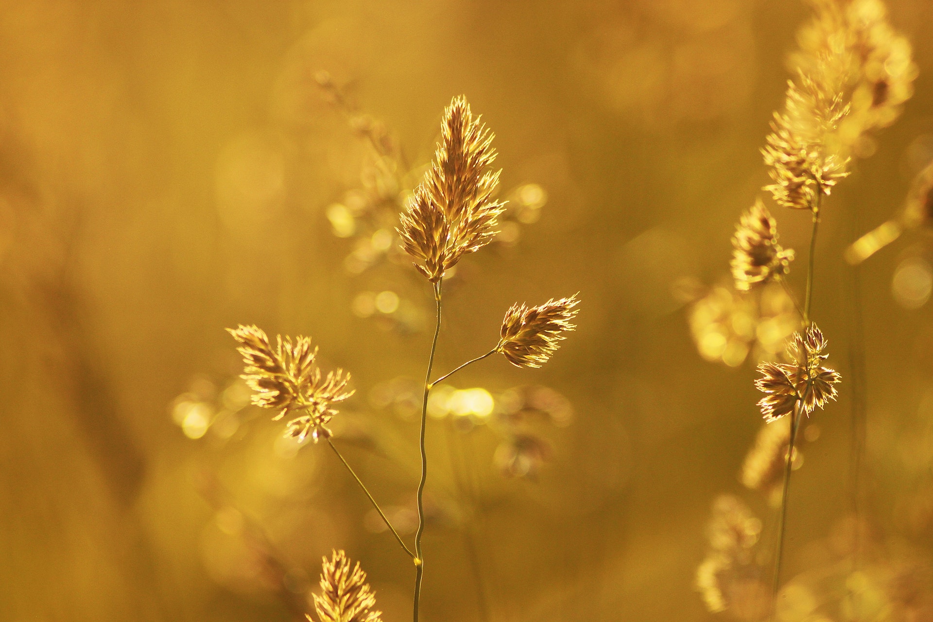 Blurry image of plants in sepia tones.
