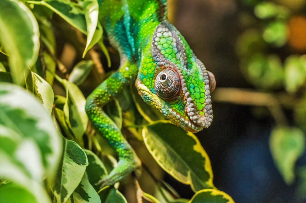 A green chameleon blending in with the leaves of a tree branch.