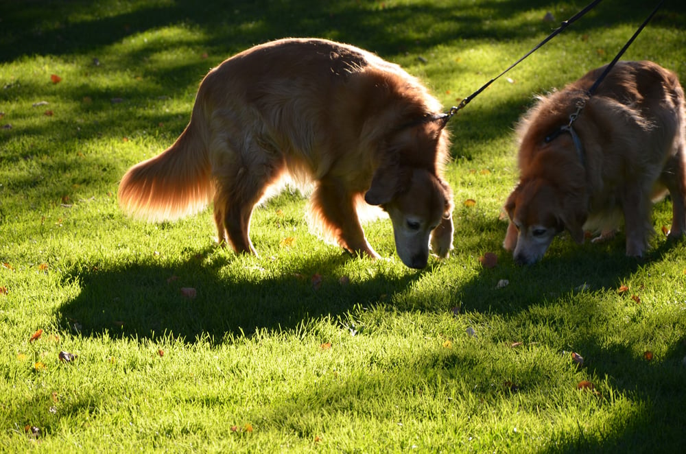 Two long-haired dogs sniff the grass.