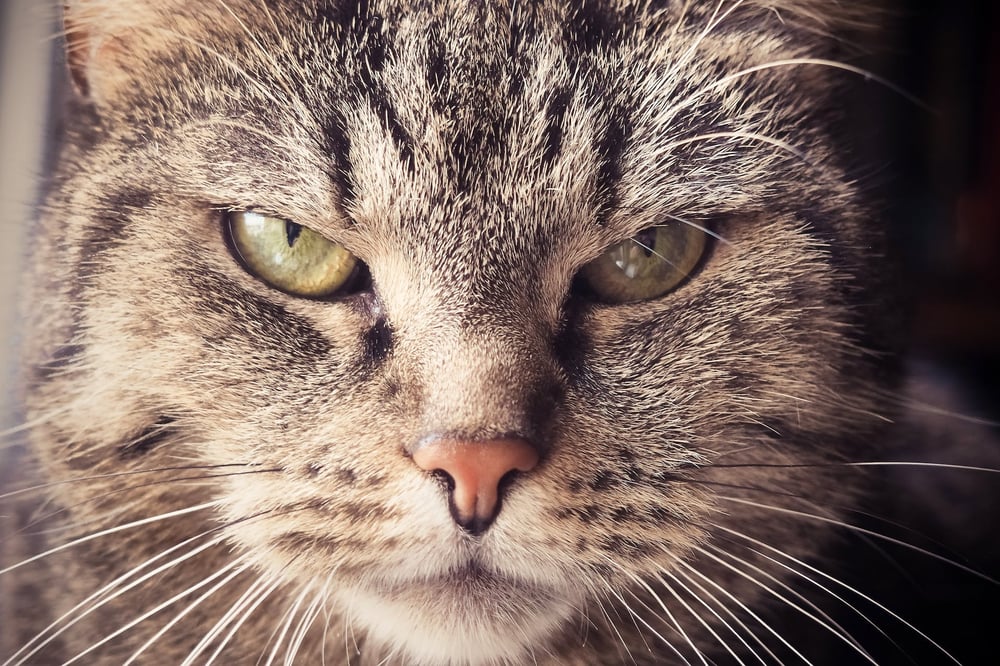 Close up of an angry-looking cat face.