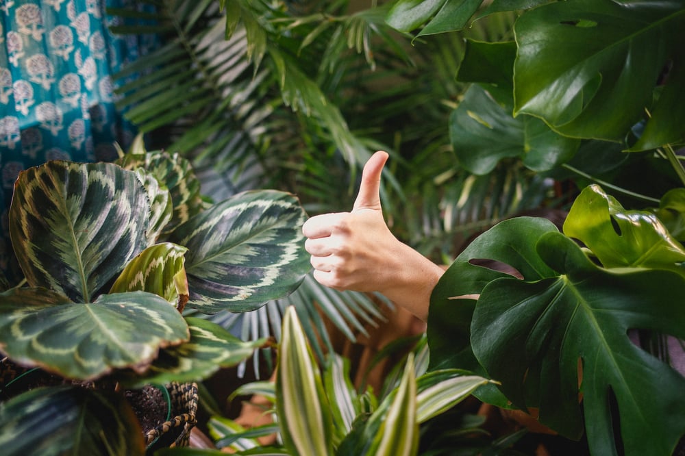 A thumbs-up sticking out from among a bunch of tree leaves.