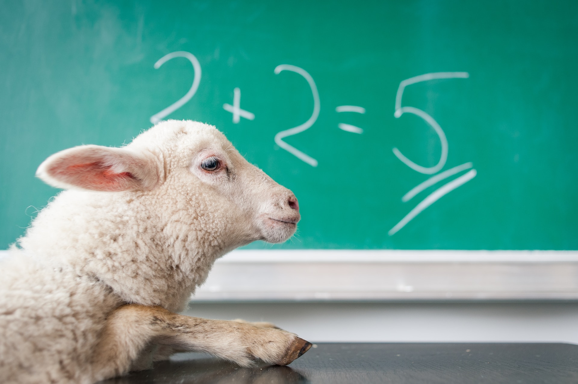 A sheep sits in front of a chalkboard with an equation reading