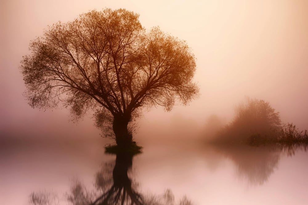 A misty, sepia-toned image of a tree reflected in water.