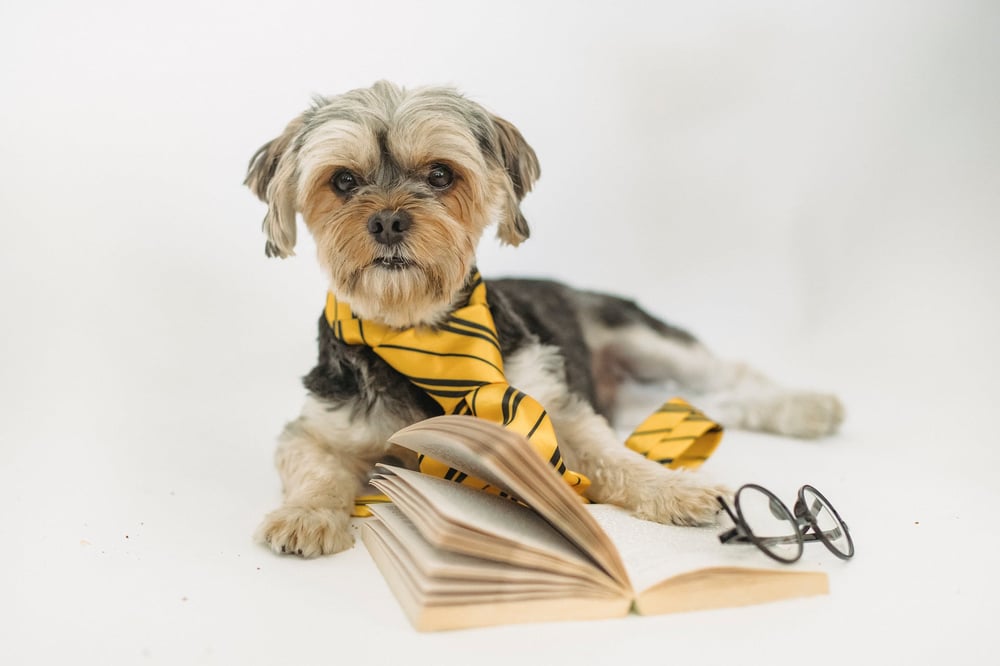 A dog wearing a yellow necktie lies with its paws holding the pages of a book open.