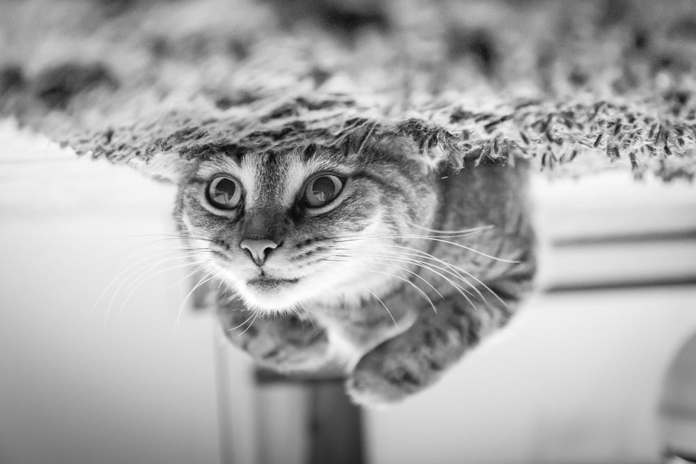An upside-down picture of a cat lying upside down on the carpet.