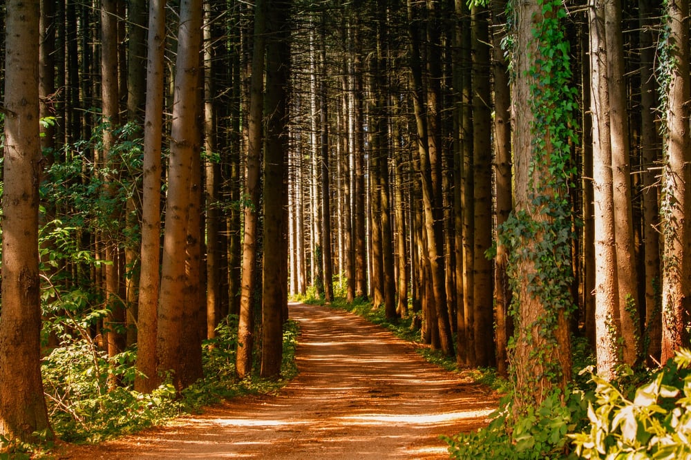 A path through a dense forest.