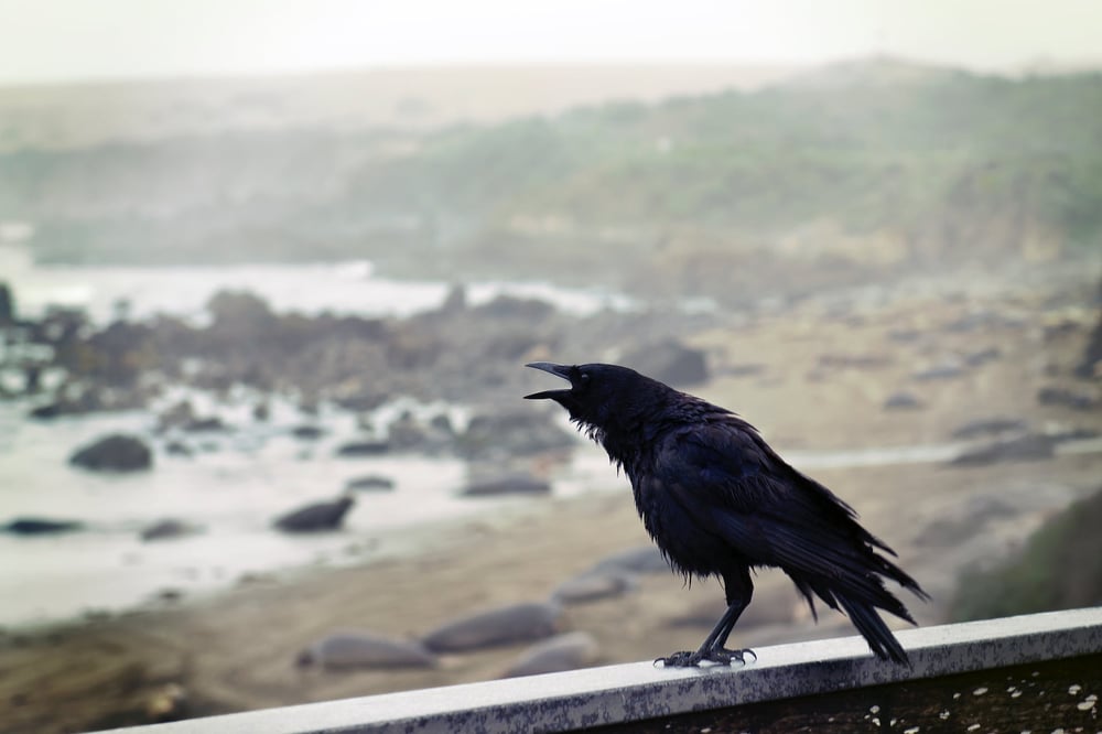 A crow cawing on a railing beside a rocky beach.