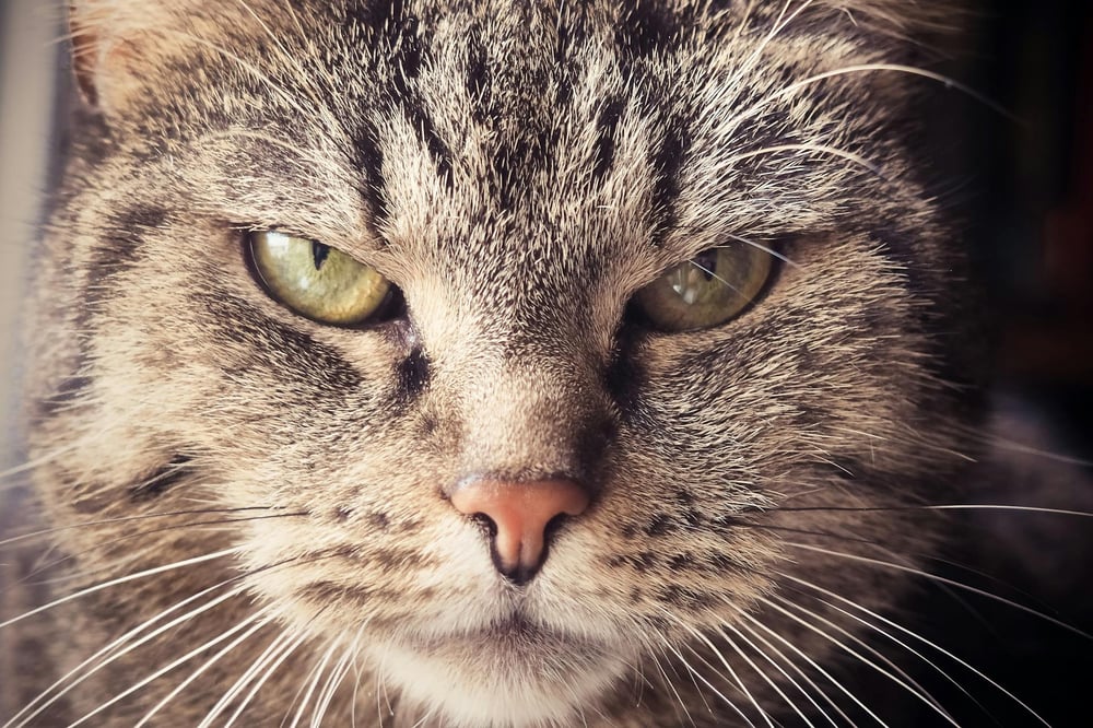 The glaring face of a cat.
