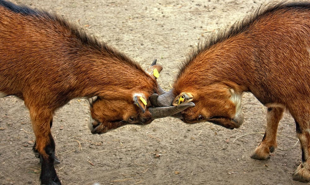 Two brown goats butt heads.