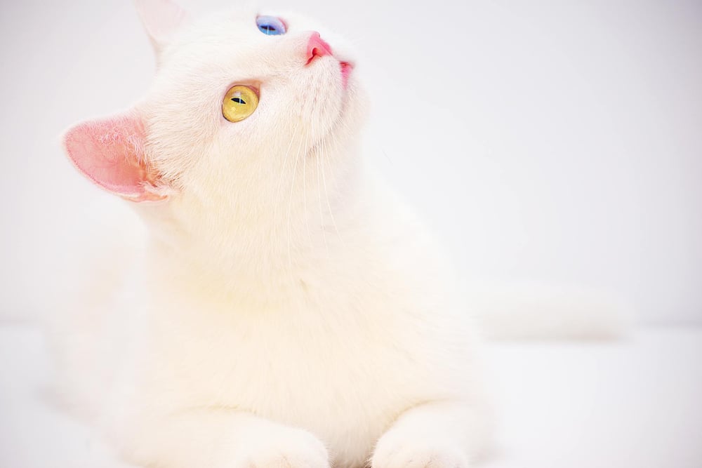 A white cat with one yellow eye and one blue eye tilts its head to look up.