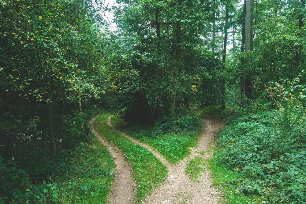 A fork in a wooded trail.