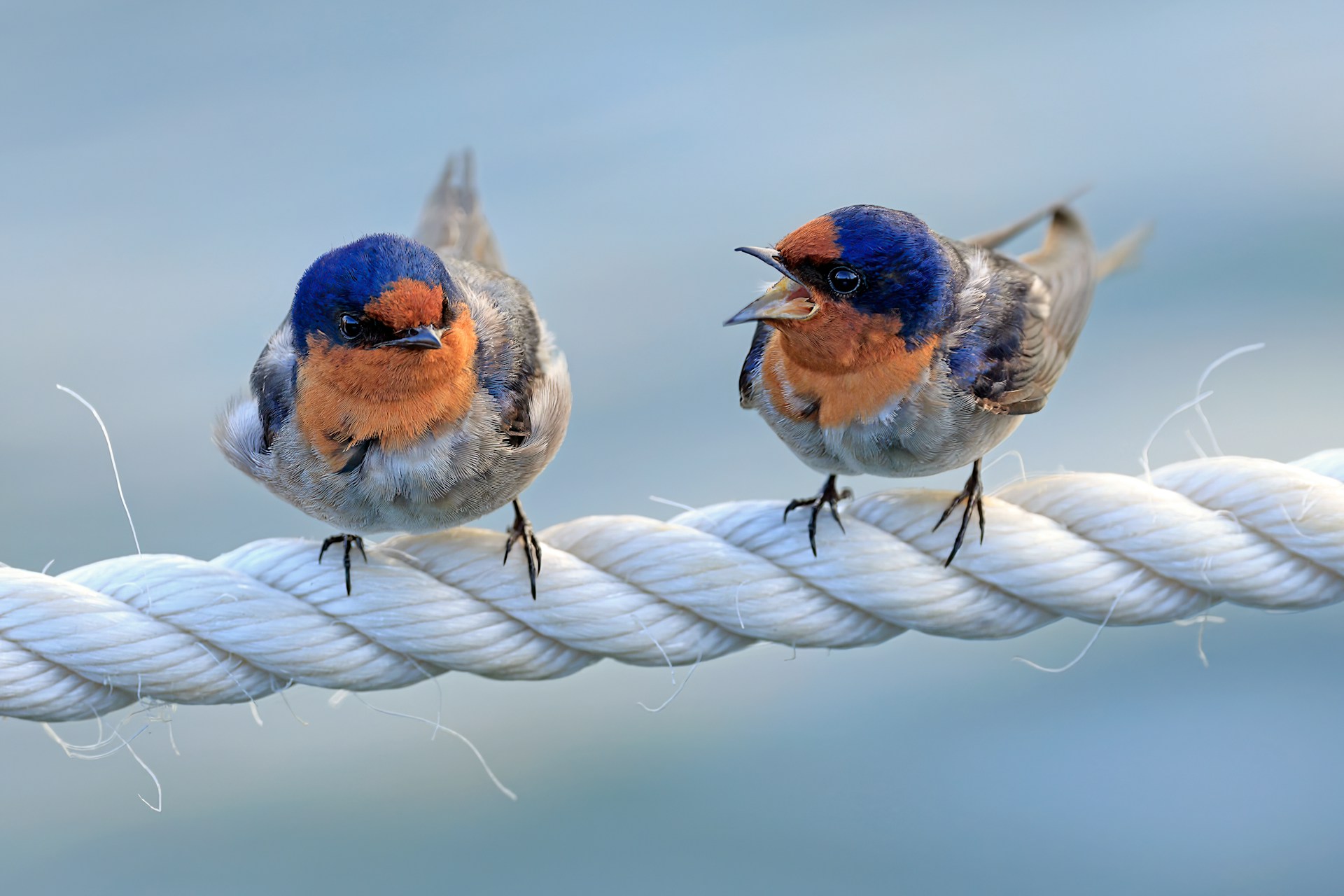 Two birds sit on a white rope. One has its beak open as if it's yelling at the other.