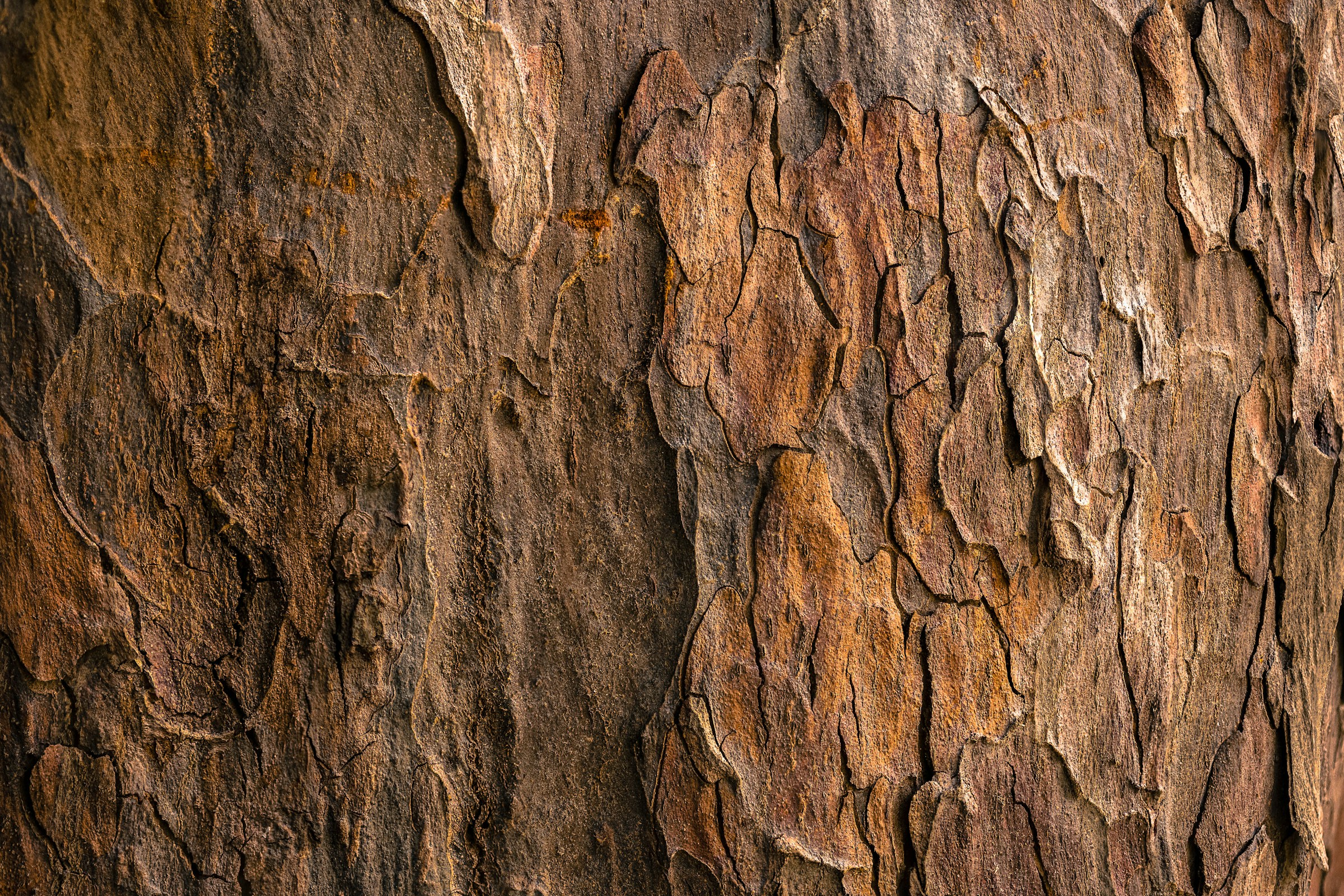 Close-up of a rough bark surface.