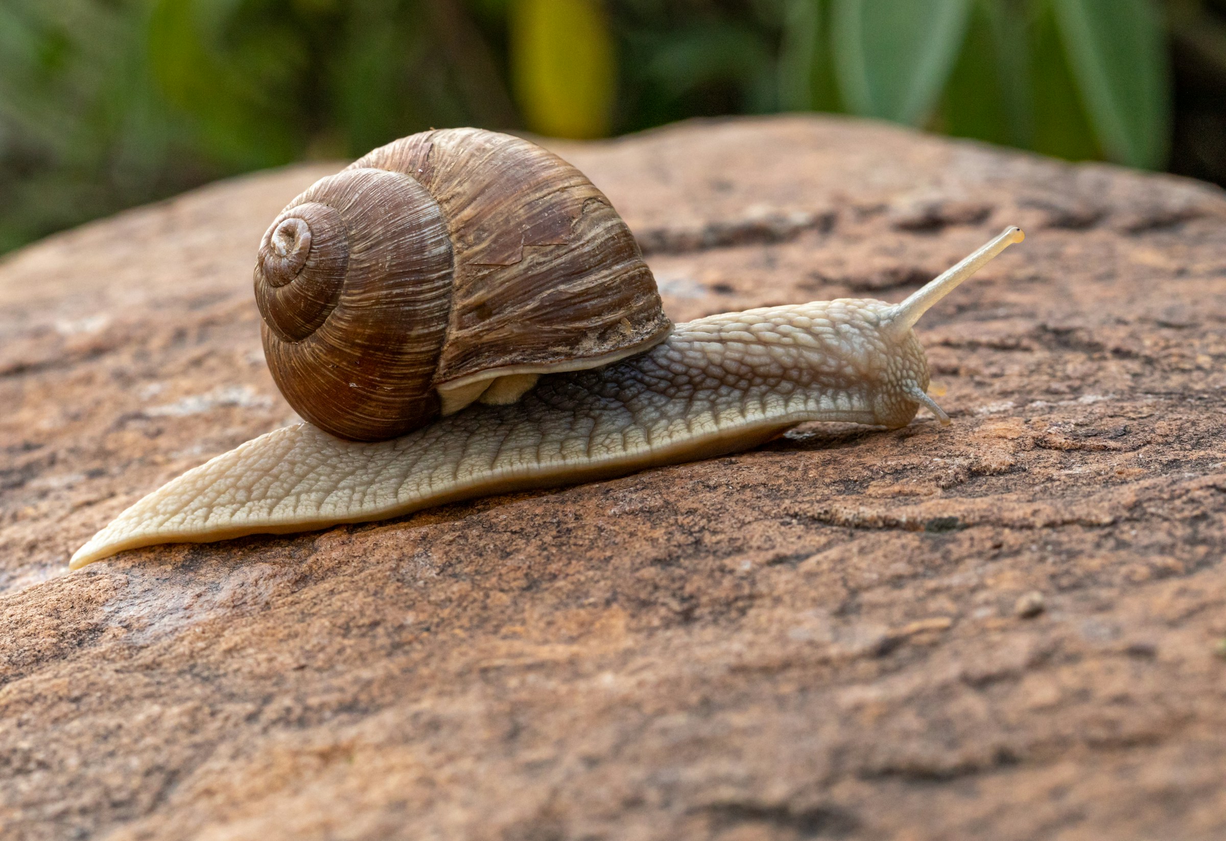 A snail moving across a rock.