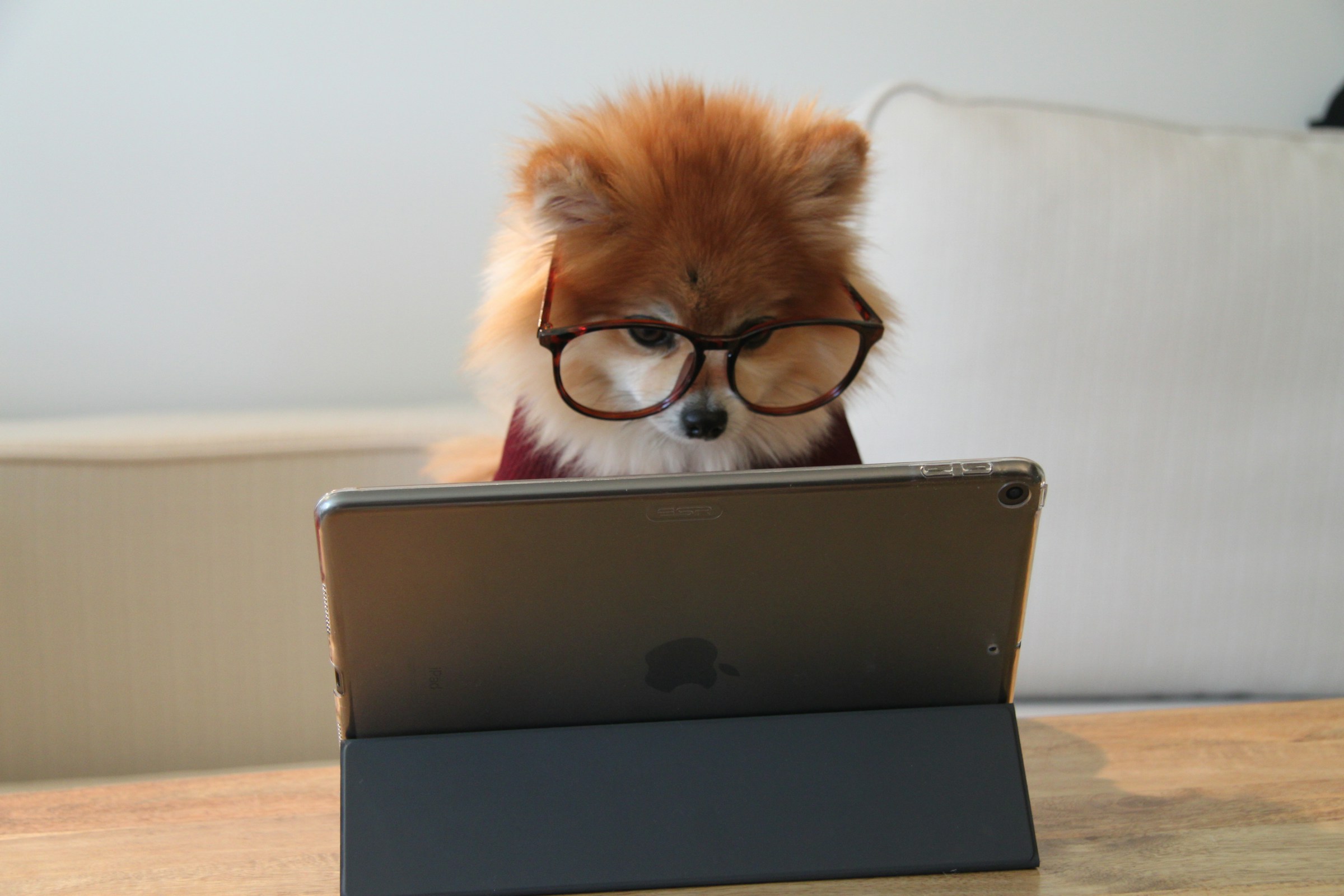 A fluffy dog wearing glasses sits in front of a tablet as if working on it.