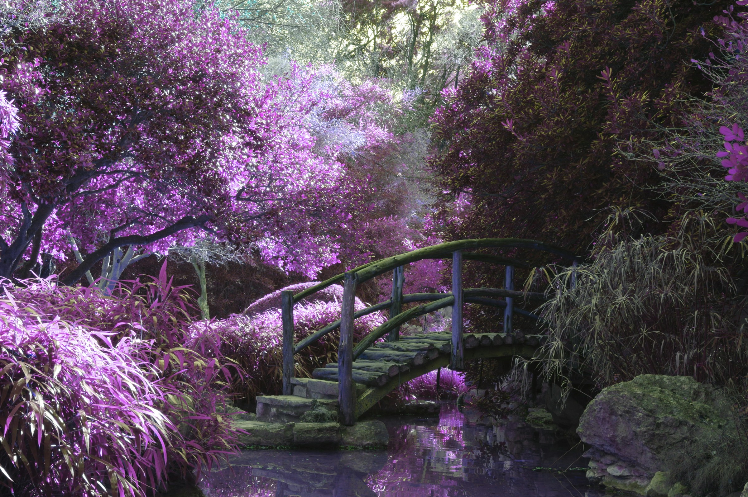 A beautiful scene with a wooden bridge rising between purple trees.