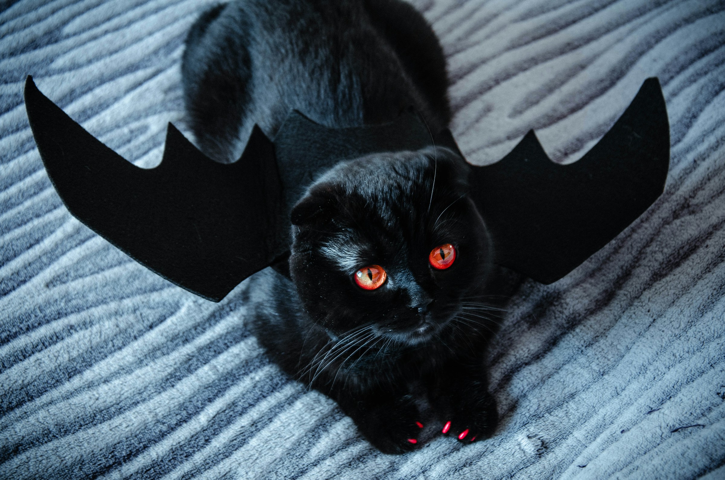 A black cat with red eyes, red nails, and black wings.