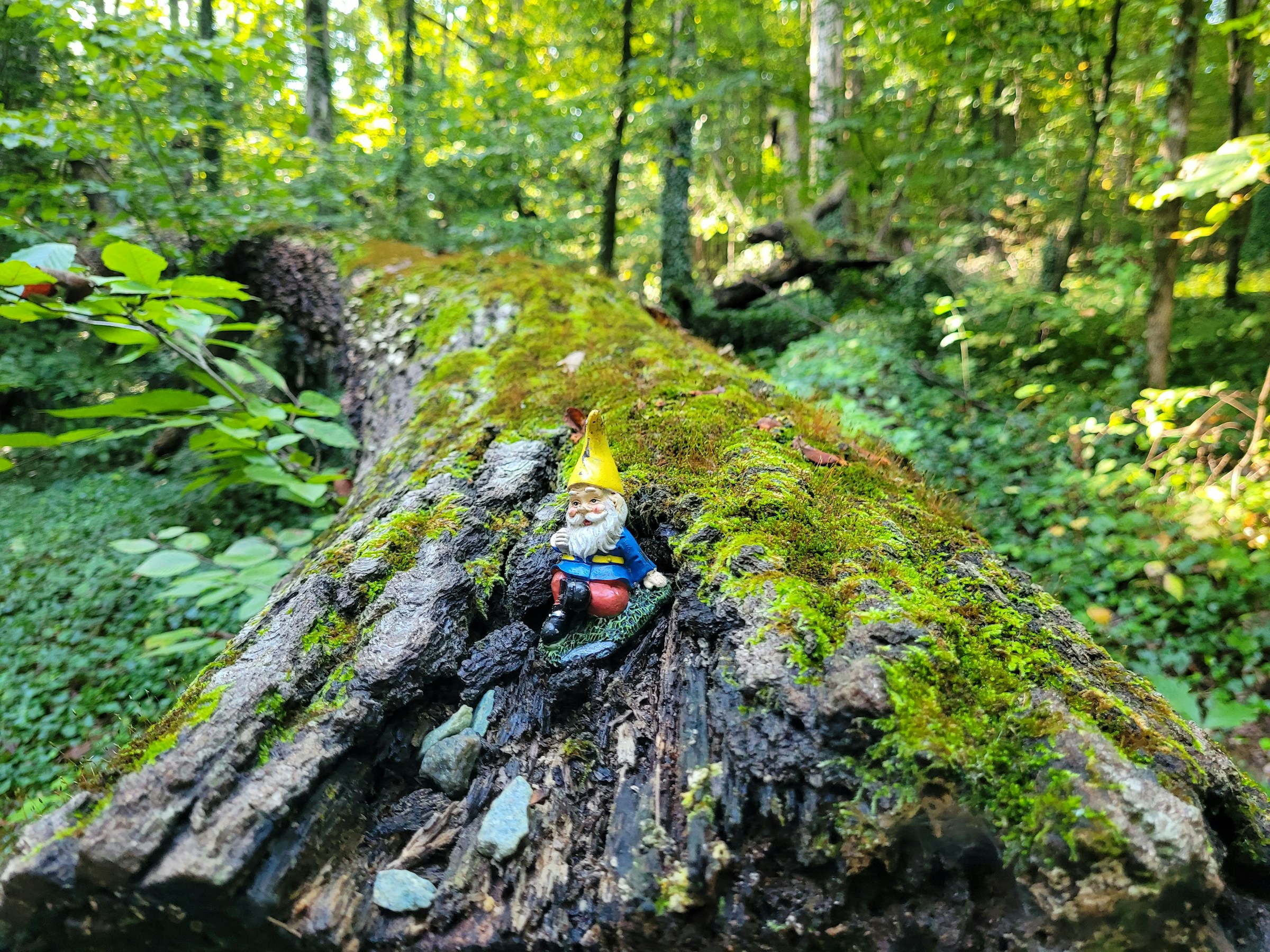 A gnome figurine with a tall yellow hat sits on the mossy bark of a fallen tree.
