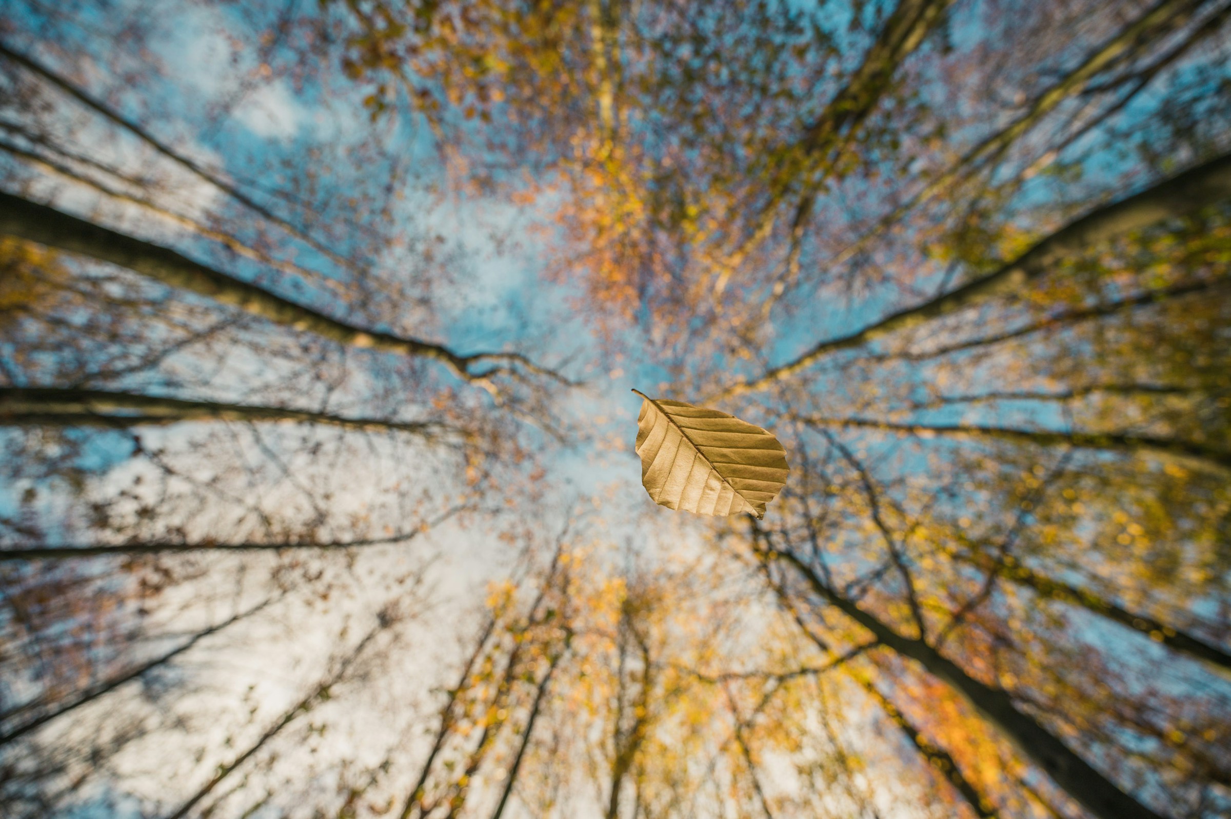 A leaf drifts to the ground, surrounded by tall trees.