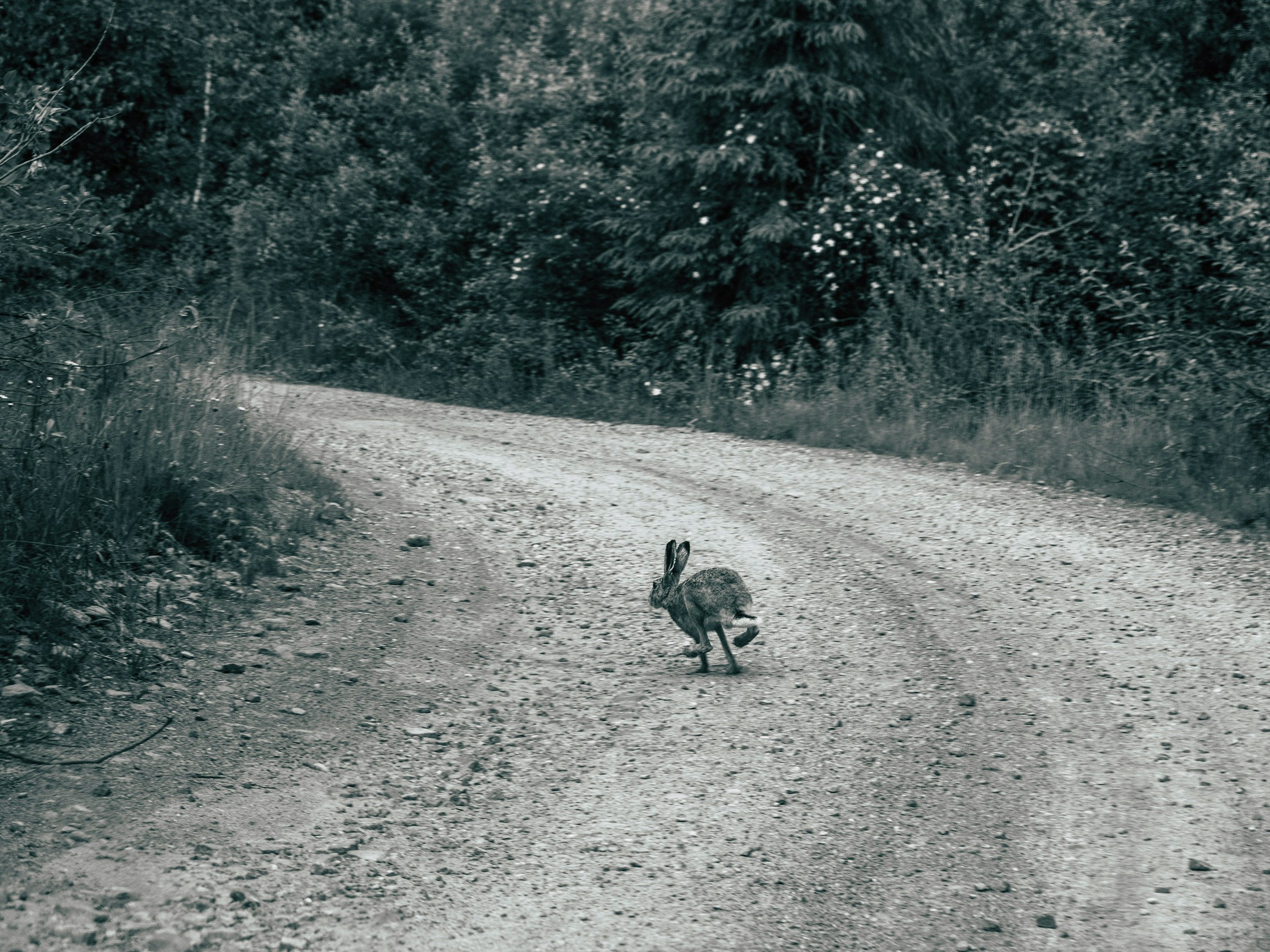 A hare runs down a curved forest road.