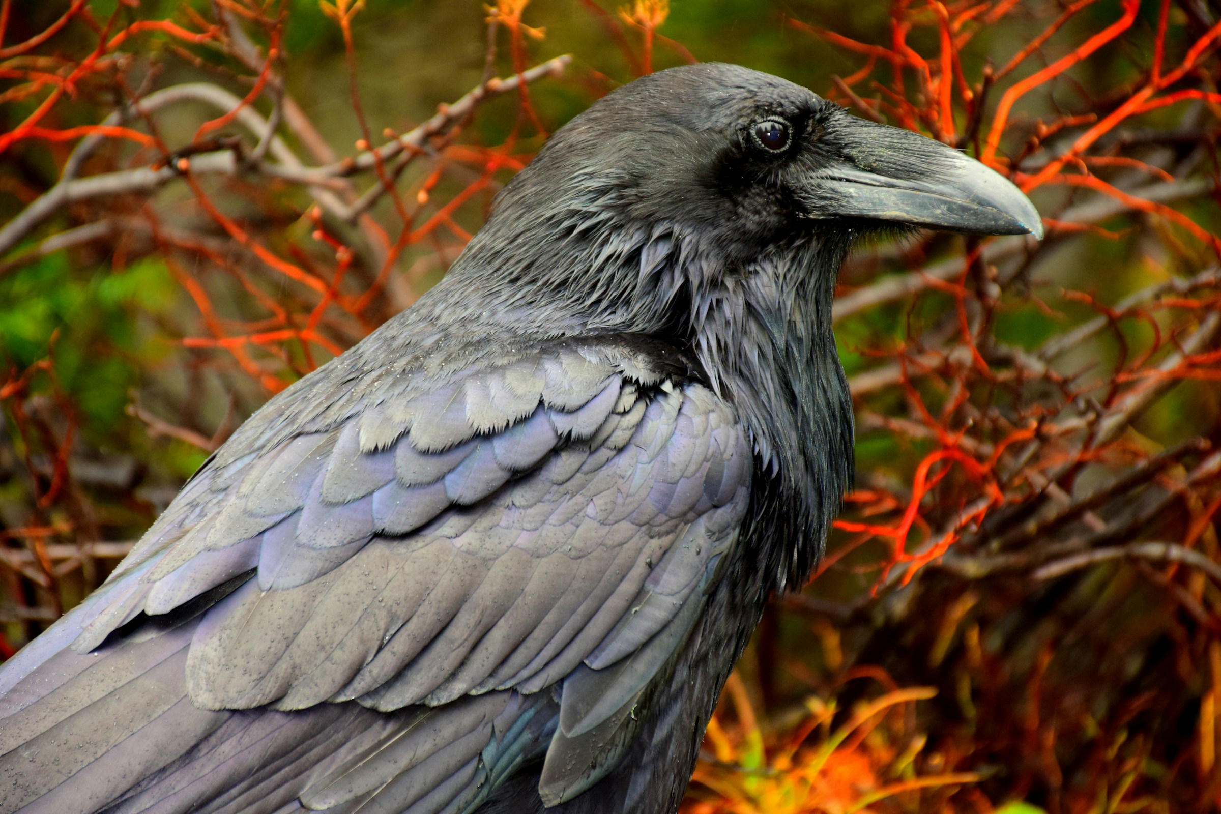 . A raven sits in the tangled red branches of a bush.